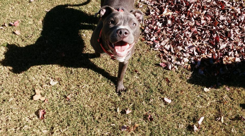 pitbull in fall leaves